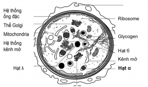 Hình 1: Cấu trúc tiểu cầu (theo Neumüller [3])